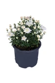Saksıda Kasımpatı Çiçeği (chrysanthemum) BEYAZ thumbnail 2
