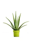 Alovera Bitkisi Fidanı 10-20 Cm thumbnail 1