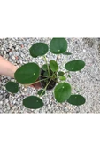 Pilea Çin Para Çiçeği Canlı Çiçek 10-20 cm thumbnail 1