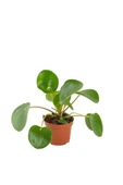 Çin Para Ağacı Bitkisi Pilea Peperomioides 10-20 cm thumbnail 1