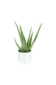 Alovera Bitkisi Fidanı 10-20 Cm thumbnail 3