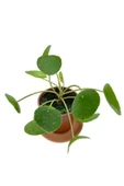 Pilea Peperomioides Çin Para Bitkisi Orta Boy 10-20 cm thumbnail 2