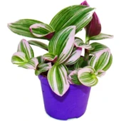 Telgraf Çiçeği Nanouk Tradescantia 10-20 cm thumbnail 1