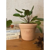 Pilea Peperomioides / Çin Para Çiçeği 10-20 cm thumbnail 2