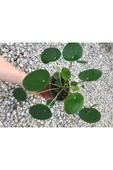 Pilea Çin Para Çiçeği Canlı Çiçek 10-20 cm thumbnail 2