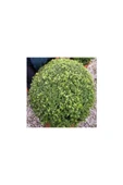 Şimşir (Buxus Sempervirens) Fidanı 20-40 cm thumbnail 2