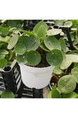 Pilea Çin Para Çiçeği 10-20 cm thumbnail 1