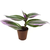 Telgraf Çiçeği Nanouk Tradescantia 10-20 cm thumbnail 4