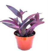 Telgraf Çiçeği Nanouk Tradescantia 10-20 cm thumbnail 3