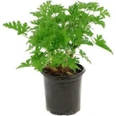 Pelargonium Odoratissimum Itır Bitkisi 10-20 cm thumbnail 1