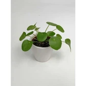 Baby Pilea Çin Para Çiçeği 10-20 cm thumbnail 1