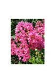 Şeker Pembe Çiçekli Oya Ağacı 30-60 cm thumbnail 2