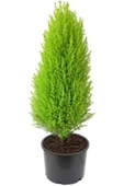 Limoni Servi Limon Çam 35-40 Cm 2 Adet thumbnail 1