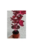 Çingene Şalvarı Bitkisi Iresine Herbstii 10-20 cm thumbnail 1