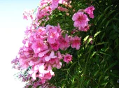 Campsis Radicans Acem Borusu Pembe 20-40 Cm thumbnail 5