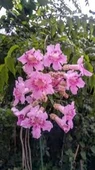 Campsis Radicans Acem Borusu Pembe 20-40 Cm thumbnail 3