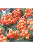 Ateş Dikeni Fidanı  30-60 cm thumbnail 1