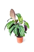Dua Çiçeği Calathea Louisae 10-20 cm thumbnail 1