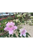 Campsis Radicans Acem Borusu Pembe 20-40 Cm thumbnail 2