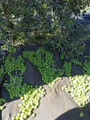 Taş Kırma Yeşil Zeytin 3000 gr thumbnail 3