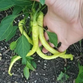 Doğal Tatlı Çorbacı Kıl Biber Fidesi(5 Adet) thumbnail 3