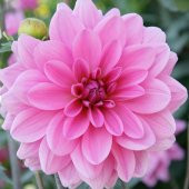 Pompon Rose Aster Çiçeği Tohumu (50 tohum) thumbnail 6