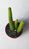 Hildewintera Aureispina 3'lü özel tür boyuna uzayan kaktüs thumbnail 3