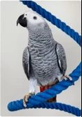 PİSTTACUS PARROT MAINTENANCE 3kg thumbnail 5