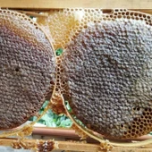 Saka Bal(Çiçek balı) thumbnail 2