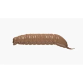 Libra Lures Goliath Cheese Suni Yem  005 - CHEESE 30MM thumbnail 6