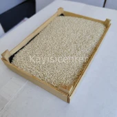 Toptan İthal Beyaz Susam 1000 Kg thumbnail 3