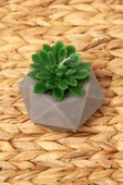 Sukulent Mum thumbnail 2