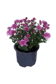 Kasımpatı (chrysanthemum) Pembe Renk 10-20 cm thumbnail 1
