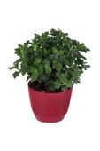 Kasımpatı (chrysanthemum) Pembe Renk 10-20 cm thumbnail 2
