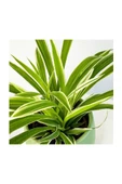 Chlorophytum Comosum Kurdele Çiçeği 10-20 cm thumbnail 1