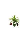 Chlorophytum Comosum Kurdele Çiçeği 10-20 cm thumbnail 2