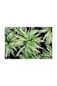 Chlorophytum Comosum Kurdele Çiçeği 10-20 cm thumbnail 3