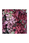 Saksıda Hypoestes Phyllostachya Hostes Çiçeği 10-20 cm thumbnail 3