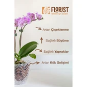 Florist Konsantre Orkide Besini thumbnail 6