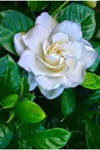 Gardenya Çiçeği Fidanı 10-20 cm thumbnail 2