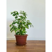 Gardenya Çiçeği Fidanı 10-20 cm thumbnail 3