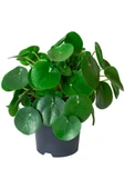 Pilea Para Çiçeği Fidanı 10-20 cm thumbnail 1