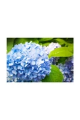 Ortanca Hydrangea Macrophylla Mavi 10- 20 cm thumbnail 2