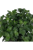 Kasımpatı Saksı’da (Chrysanthemum) Sarı Renk thumbnail 3