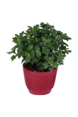 Kasımpatı Saksı’da (Chrysanthemum) Sarı Renk thumbnail 2