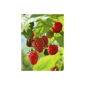 Bellaberry Ahududu Fidanı (Raspberry Fidanı) thumbnail 2