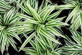 Kurdele Çiçeği Variegatum Chlorophytum Comosum 10-20 cm thumbnail 5
