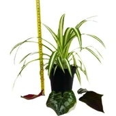 Kurdele Çiçeği Variegatum Chlorophytum Comosum 10-20 cm thumbnail 2