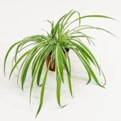Kurdele Çiçeği Variegatum Chlorophytum Comosum 10-20 cm thumbnail 6