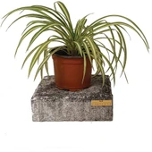 Kurdele Çiçeği Variegatum Chlorophytum Comosum 10-20 cm thumbnail 3